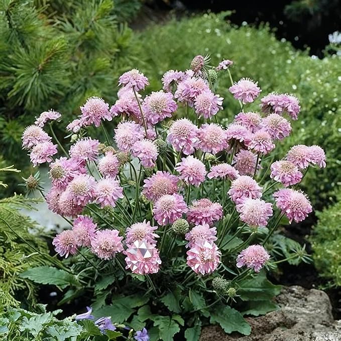 Scabiosa Flower Seeds for Planting, 200+ Mixed Color Scabiosa Seed, Perennial Flower Plants, Non-GMO Heirloom Pincushion Seeds for Home Decoration Garden Outdoor