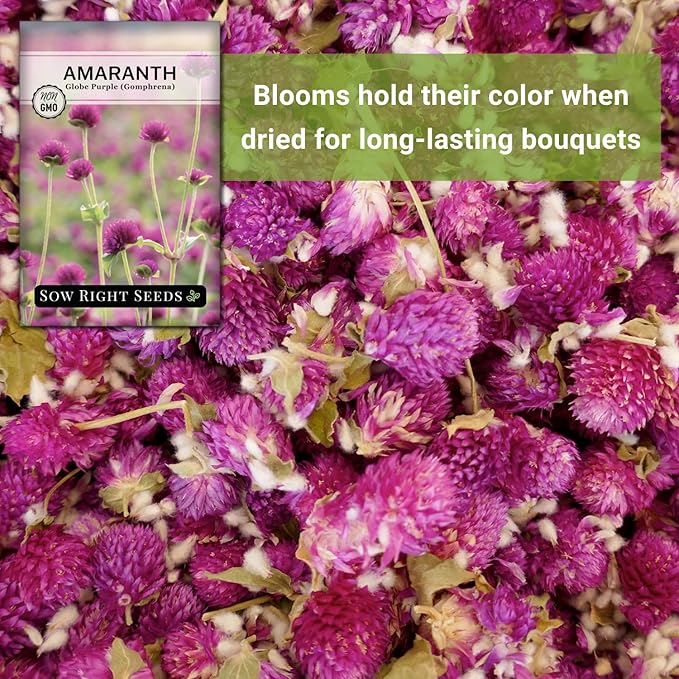 Sow Right Seeds - Purple Globe Amaranth Seeds for Planting - Non-GMO Heirloom Packet with Instructions to Plant & Grow an Outdoor Home Flower Garden - Gomphrena Pompom Flowers - Use Dried for Tea (4)