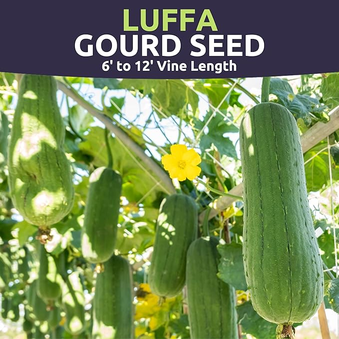 Luffa Gourd - Large 2,500mg Envelope - 25 Flower Seeds for Planting - Luffa aegyptiaca