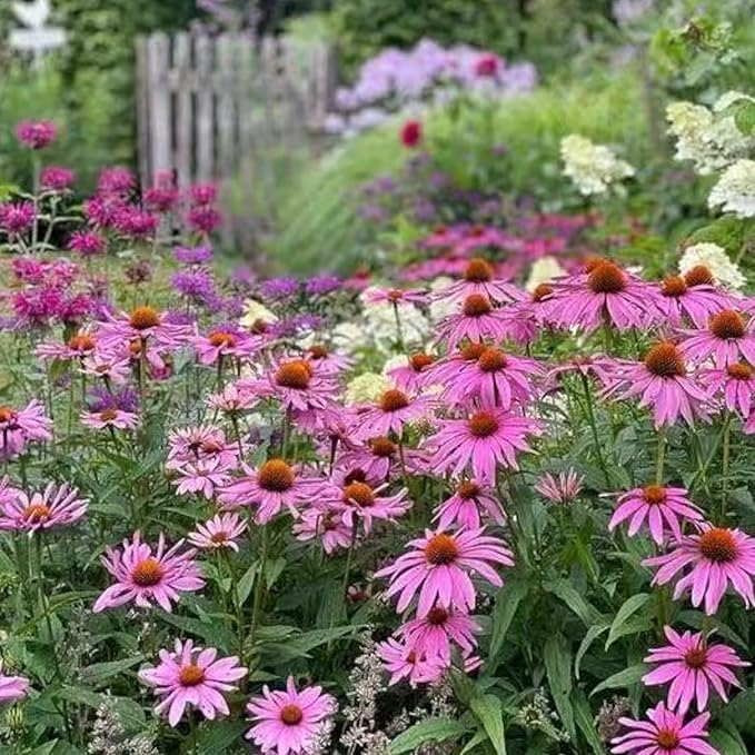 100 Purple Coneflower Seeds – Pink Echinacea Flower Seeds for Planting, Non-GMO Heirloom Variety for Wildflower Gardens