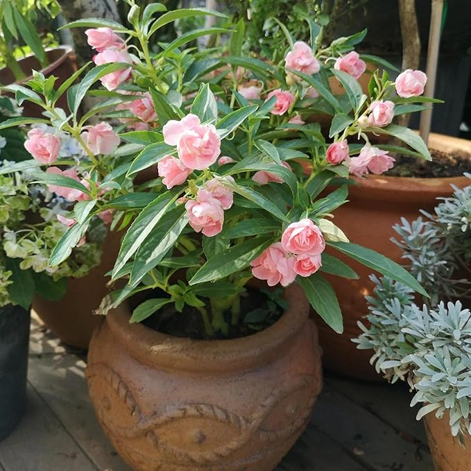 Dwarf Balsam Seeds for Planting, 500+pcs Perennial Double Balsam Flower Seeds Plants, Non-GMO Heirloom Rare Beauty Home Garden Blooms Flowers Plants for Outdoors