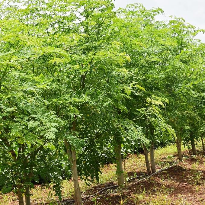 Rare Moringa Seeds - 30 Seeds for Planting | Non-GMO, Heirloom, Fast-Growing Drumstick Tree Seeds | Rich in Nutrients, Easy to Grow Indoors & Outdoors