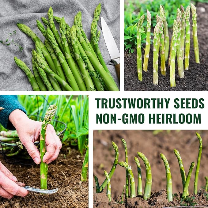 Mary Washington Asparagus Seeds - 900 Seeds, Non-GMO Heirloom Organic Seeds with Planting Instructions for Outdoor Home Gardens