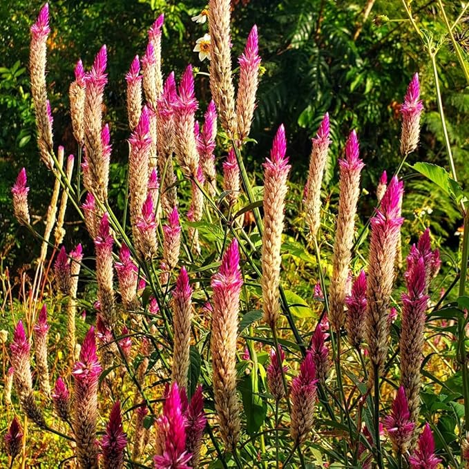 Mixrug Mix Plumed Cockscomb Seeds for Planting, 1000pcs Perennial Feather Cockscomb Flower Seeds Non-GMO Heirloom Rare Beauty Flowers Plants, Celosia Plumosa Plants Home Garden for Outdoors