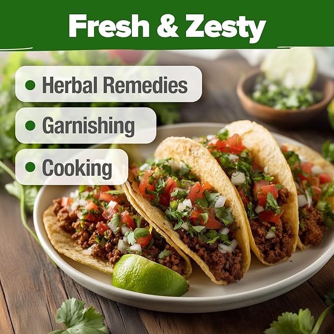 HOME GROWN Non GMO 500+ Cilantro Seeds (Fast Growing) Heirloom Coriander Seeds for Planting Indoors & Outdoors Santo Cilantro Herb for Kitchen Garden, High Germination