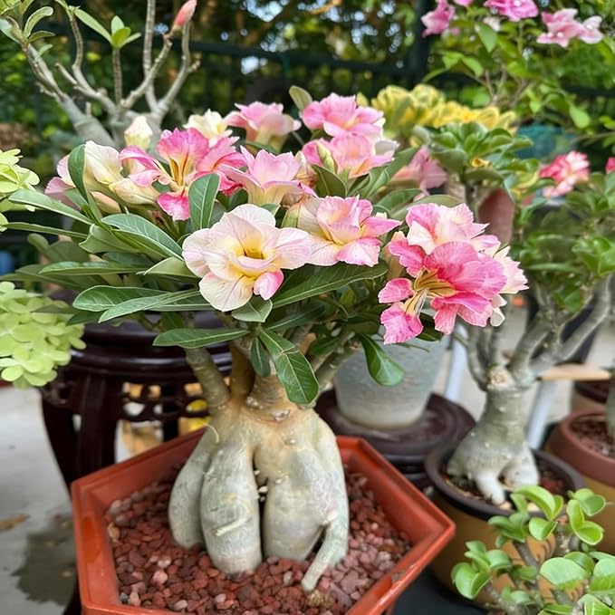 Desert Rose Seed for Planting, 100 Mixed Adenium Somalense Seeds, Shrub Flower Plants, Non-GMO Heirloom Desert Rose for Garden Outdoor