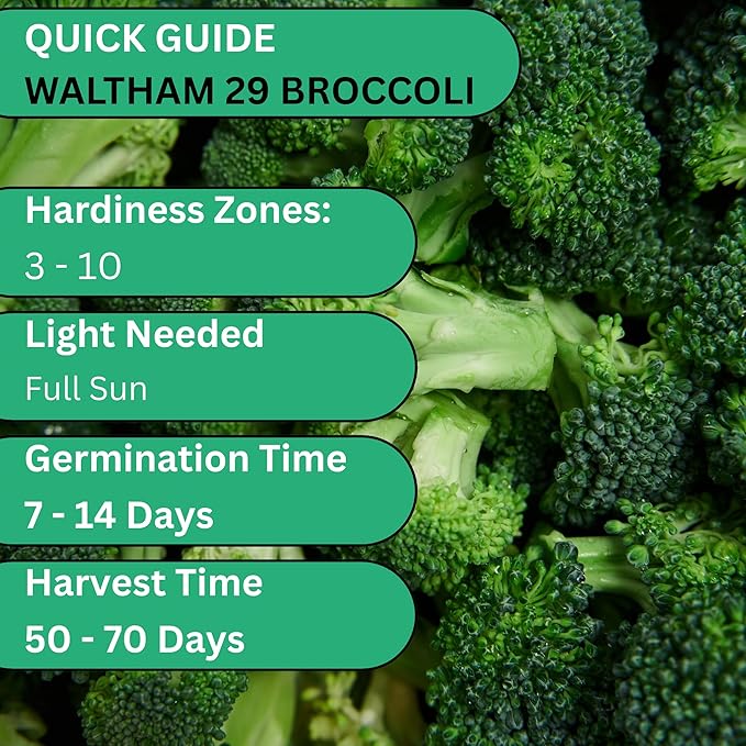 Woods Creek Seeds: Waltham 29 Broccoli Seeds for Planting - Over 1,400 Heirloom Broccoli Seed for Sprouting - Non-GMO Vegetable Plants Indoor or Outdoor Gardens & Hydroponics Sprouts Gardening