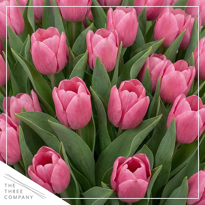 Live Flowering Tulip (4 Per Pack) - Pink, Beautiful Spring Bulbs, Ships Dormant in 1 Pint Pot, Blooms in 2-3 Weeks