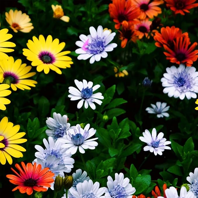 Mixrug African Daisy Seeds for Planting, 148pcs Osteospermum Daisy Seeds Non-GMO Heirloom Perennial Rare Colorful Flower Plants, Open Pollinated Beauty Home Garden Flowers for Outdoors