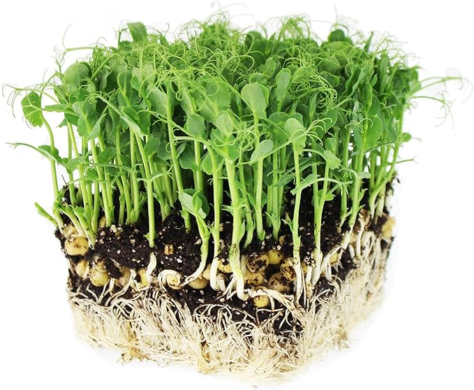Tendril Pea Microgreens Seeds - 1 Oz Packet ~90 Seeds - Non-GMO Peas Sprouting Seed for Vegetable Gardening, Cover Crop, Microgreen Pea Shoots