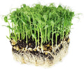 Tendril Pea Microgreens Seeds - 5 Lb Bulk ~7,200 Seeds - Non-GMO Peas Sprouting Seed for Vegetable Gardening, Cover Crop, Microgreen Pea Shoots