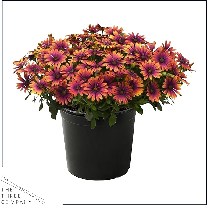 Live Flowering Osteospermum Plant - Copper Amethyst (3 Plants Per Pack) - Beautiful African Daisies - Early Spring Color - 12" Tall by 5" Wide in 1 Qt Pot