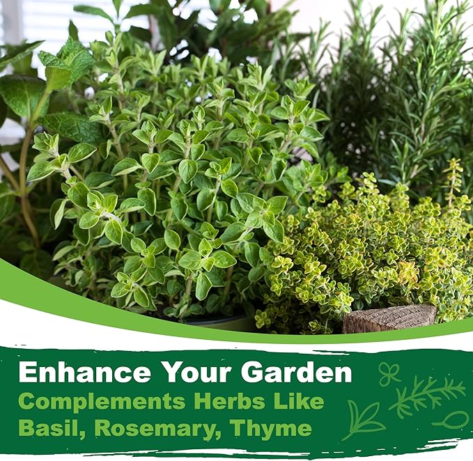 TKE Farms & Gardens - Oregano Seeds for Planting, 3000+ Non-GMO Heirloom Seeds, 500mg, Open Pollinated Perennial Herb, Origanum vulgare, for Indoor & Outdoor Gardens, Qty 1