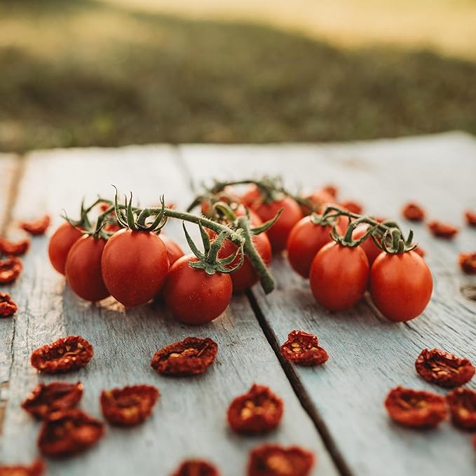 Principe Borghese Tomato - 50 Seeds - Italian Heirloom Sun-Drying Tomato, Open-Pollinated Variety, USA-Grown, Non-GMO Vegetable Seeds for Planting Outdoors in The Home Garden, Thresh Seed Company