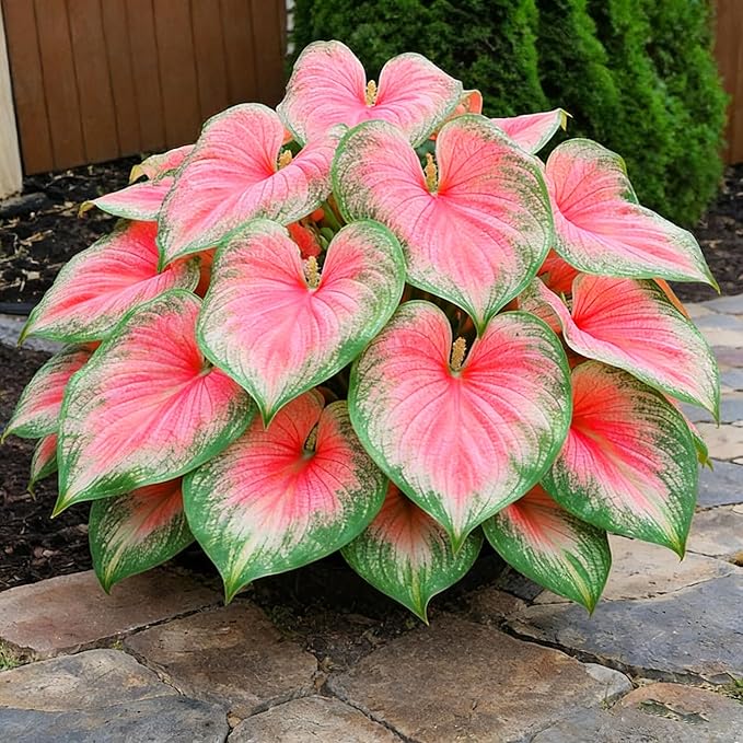 Hosta Seeds for Planting, 299+ Mixed Hosta Seeds, Perennial Flower Palnts, Non-GMO Heirloom Hosta Flower Seed for Home Garden Outdoor