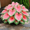 Hosta Seeds for Planting, 280+ Mixed Hosta Seeds, Perennial Flower Palnts, Non-GMO Heirloom Hosta Flower Seed for Home Garden Outdoor