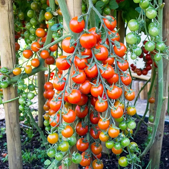Supersweet 100 Hybrid Tomato Seeds (100 Seeds)