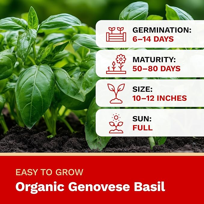 The Harvest Company Organic Seeds Collection – USDA Certified, Non-GMO, Open-Pollinated for Indoor & Outdoor Planting (Genovese Basil)