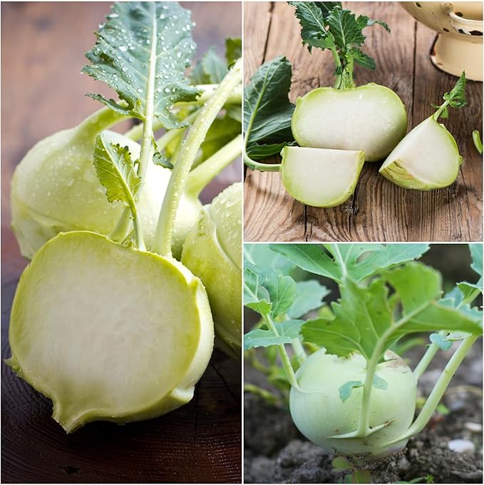 Seed Needs Kohlrabi Seeds for Planting Purple Vienna Kohlrabi Crops - Non-GMO Heirloom & Untreated Vegetable Seed to Plant an Outdoor Home Grown Veggie Garden (White Kohlrabi, 2 Packs (1,000 Seeds))
