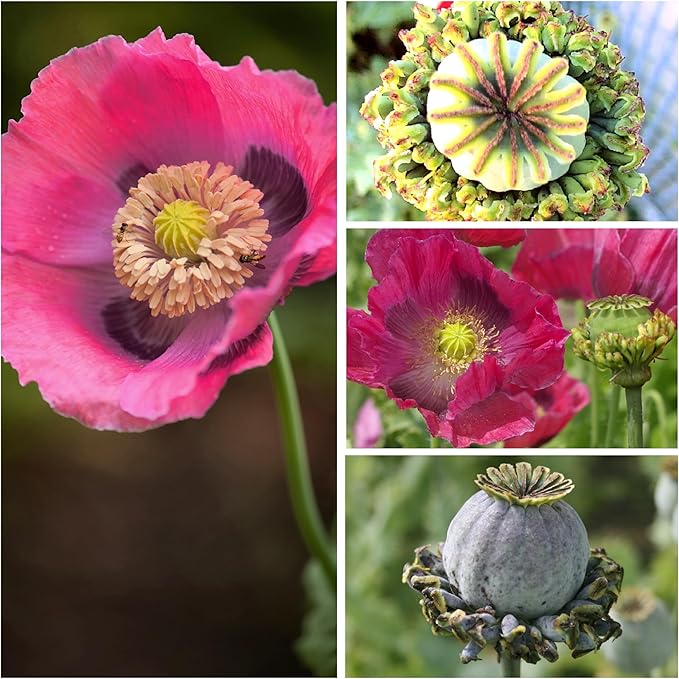 Seed Needs Hens & Chicks Poppy Seeds for Planting - Heirloom & Open Pollinated Annual Wildflowers - Beautiful Poppies to Attract Pollinators to a Butterfly Garden (2 Packs)