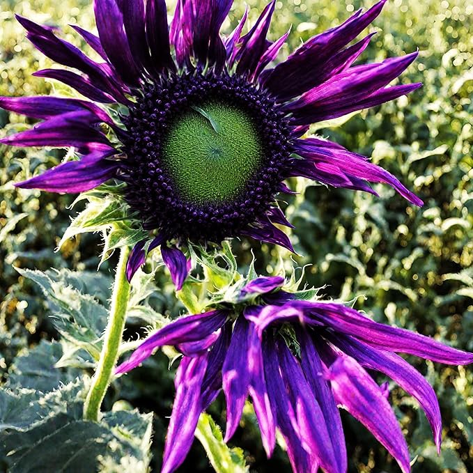 100 Seeds for Unique Purple Sunflowers - Giants Perennial Rare Blooms Outdoors