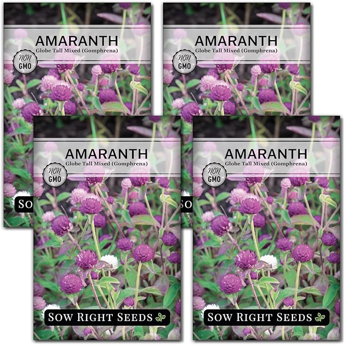 Sow Right Seeds - Tall Mixed Globe Amaranth Seeds for Planting - Non-GMO Heirloom Packet with Instructions to Grow an Outdoor Home Flower Garden - Gomphrena Pompom Flowers in Red, Pink, White (4)