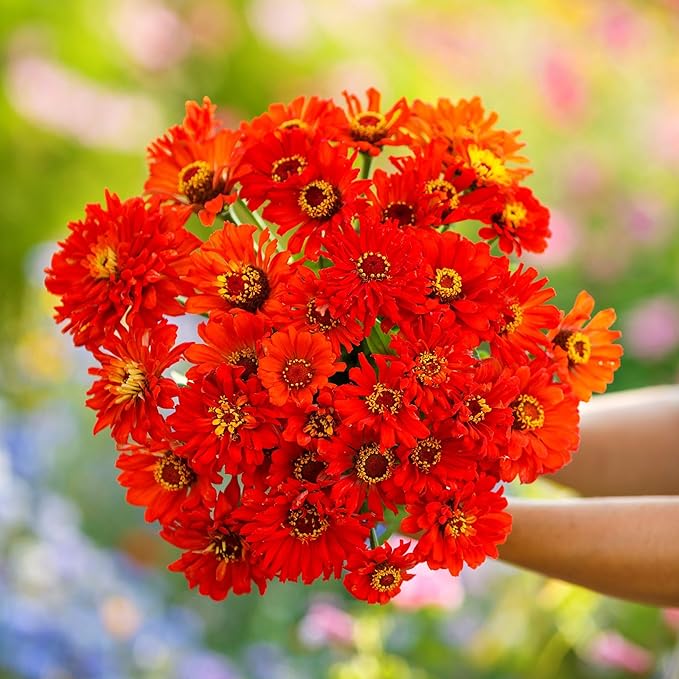 Eden Brothers Zinnia Seeds - Super Cactus Redman, Non-GMO Seeds for Planting, 1 oz | Low-Maintenance Flower Seeds, Plant During Spring, Zones 3, 4, 5, 6, 7, 8, 9, 10