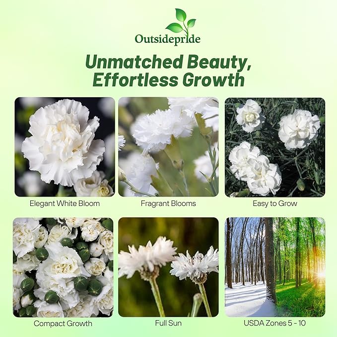 Outsidepride White Carnation Seeds - 2000 Pcs Biennial, Easy to Grow Flower Seeds for Planting with Fragrant Blooms, Ideal for Pollinators, Cutting Gardens, Bouquets, & Floral Arrangements