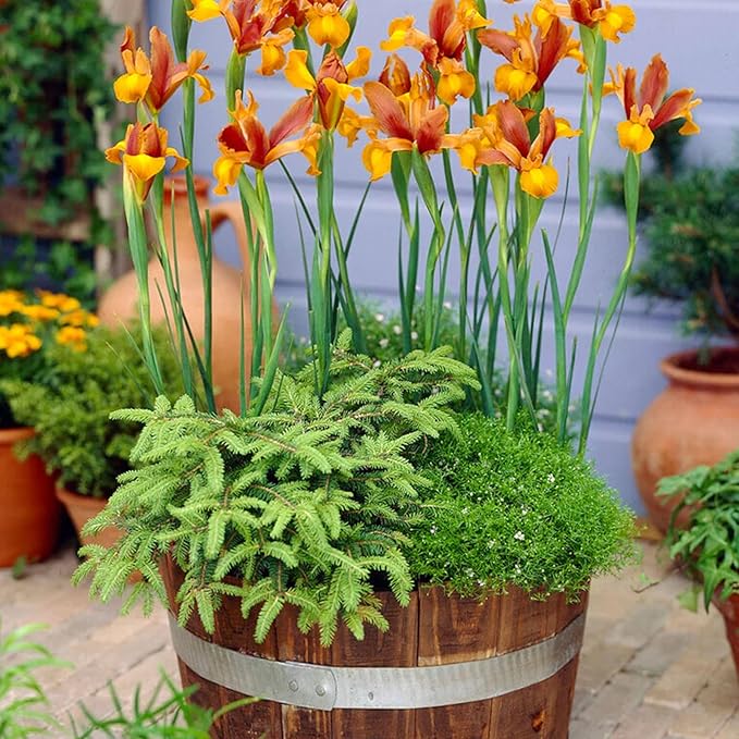 Votaniki Dutch Iris Autumn Princess Bulbs - Gorgeous Flower, Hardy Perennial for Spring Blooms | Easy to Grow, Perfect for Cutting Gardens (25 Pack)