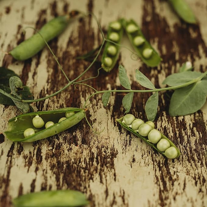 Glory of Devon Climbing Pea - 50 Seeds - Heirloom English Pea, Non-GMO, Heirloom Shelling Pea Seeds for Planting in The Home Garden, Thresh Seed Company
