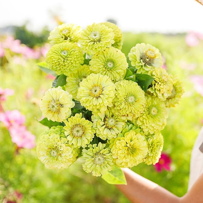 Eden Brothers Zinnia Seeds - Envy, Non-GMO Seeds for Planting, Packet | Low-Maintenance Flower Seeds, Plant During Spring, Zones 3, 4, 5, 6, 7, 8, 9, 10