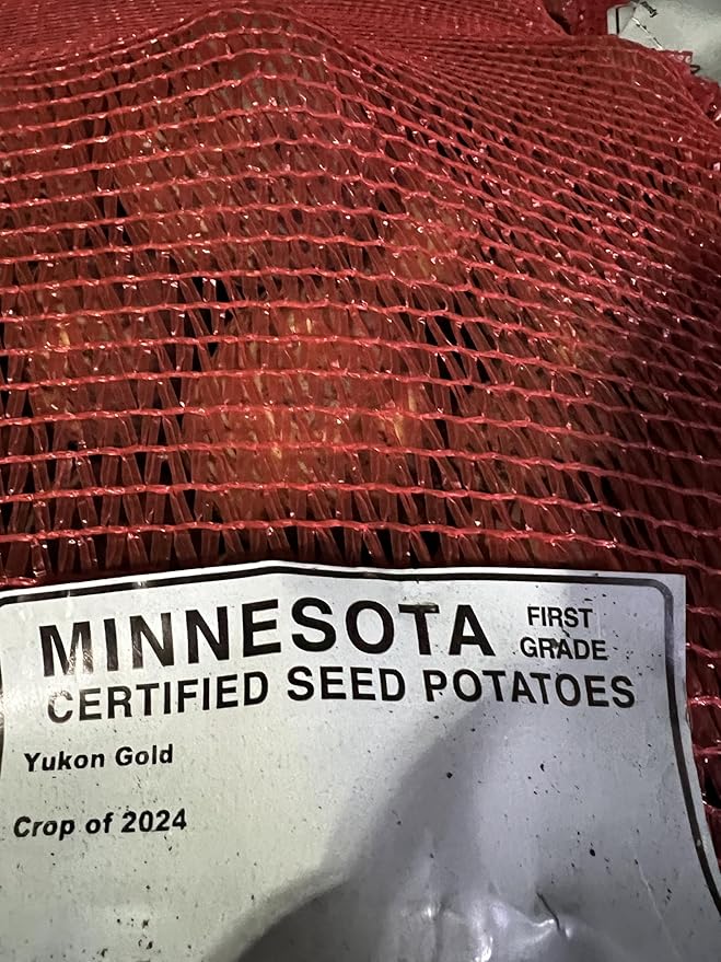 Yukon Gold Seed Potatoes Non GMO 5 Pounds