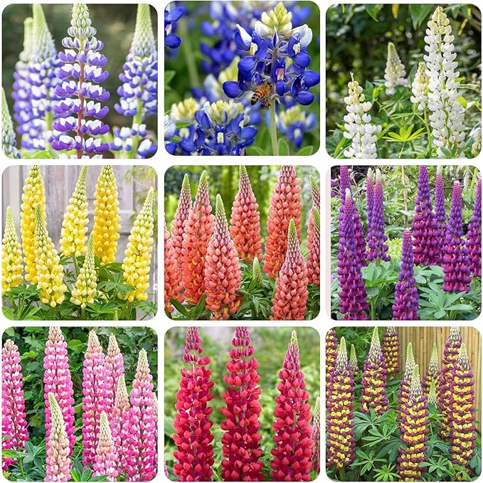 1000+ Seeds Perennial Texas Lupine Flower Seeds for Planting-Drought-Tolerant Ornamental Flower