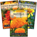 Sow Right Seeds - Marigold Collection Flower Seeds for Planting - Non-GMO Heirloom Packet with Instructions - Crackerjack, Sparky & Dainty Marietta - Companion Plants Attract Pollinators, Deter Pests