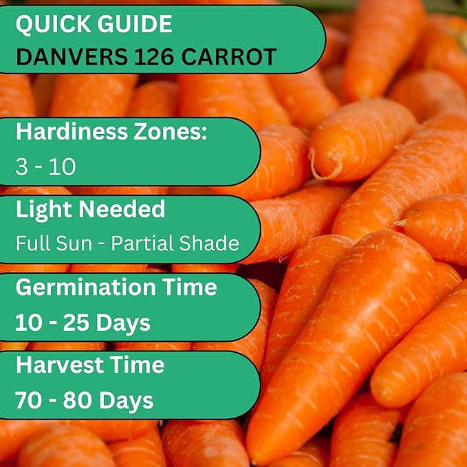 Woods Creek Seeds: Danvers 126 Carrot Seeds for Planting - Over 2,800 Heirloom Carrot Seed Pack - Non-GMO Carrots Seeds for Planting Outdoors or Indoors - Beginner Friendly Vegetable Gardening
