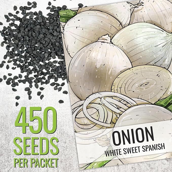 Seed Needs Onion Seeds for Planting White Sweet Spanish Long Day Onions - Non-GMO Heirloom & Untreated Vegetable Seeds to Plant an Outdoor Home Grown Veggie Garden (1 Pack)