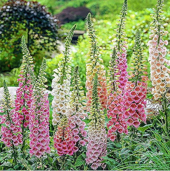Foxglove Seeds - Excelsior Mixed Colors - Approximately 10,000 Fine Seeds