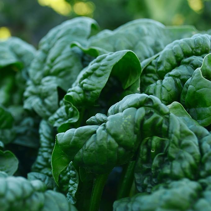 Bloomsdale Longstanding Spinach - 250 Seeds - Heirloom & Open-Pollinated, Easy-to-Grow Leafy Greens, Non-GMO Vegetable Seeds for Planting Indoors/Outdoors in Containers/Garden, Thresh Seed Company