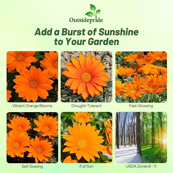 Outsidepride New Day Orange Gazania Seeds for Planting – 25 Pcs Perennial, Low-Maintenance, Drought-Tolerant Ground Cover Seeds for Vibrant Summer & Fall Flowers, Great for Outdoor Gardens