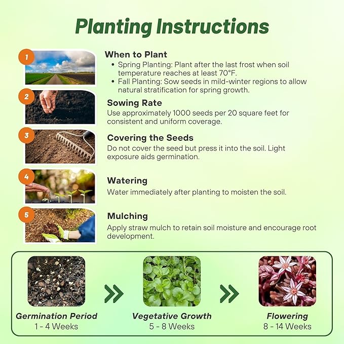 Outsidepride Hispanicum Sedum Seeds - 2000 Pcs Perennial Ground Cover Seeds for Planting, Cold-Hardy & Heat-Tolerant Succulent Plants, Ideal for Rock Gardens, Containers, and Xeriscaping
