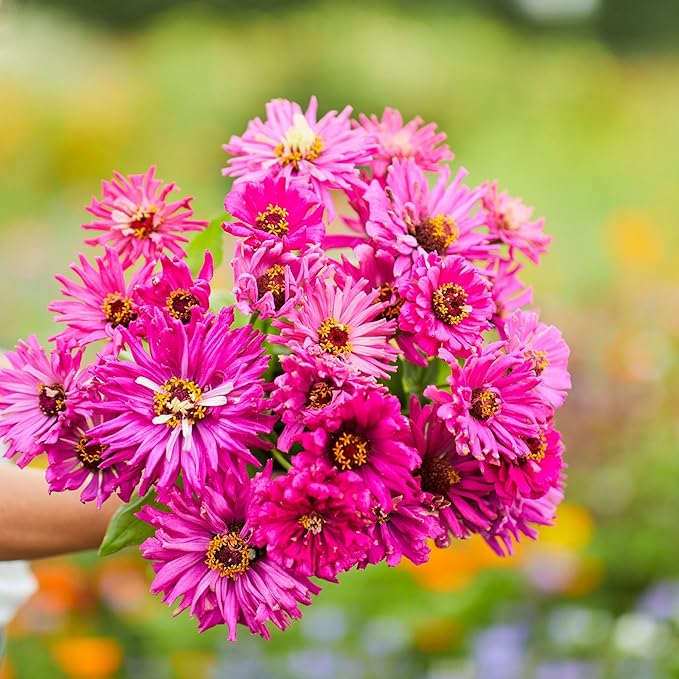 Eden Brothers Zinnia Seeds - Super Cactus Lilac Emperor, Non-GMO Seeds for Planting, Packet | Low-Maintenance Flower Seeds, Plant During Spring, Zones 3, 4, 5, 6, 7, 8, 9, 10
