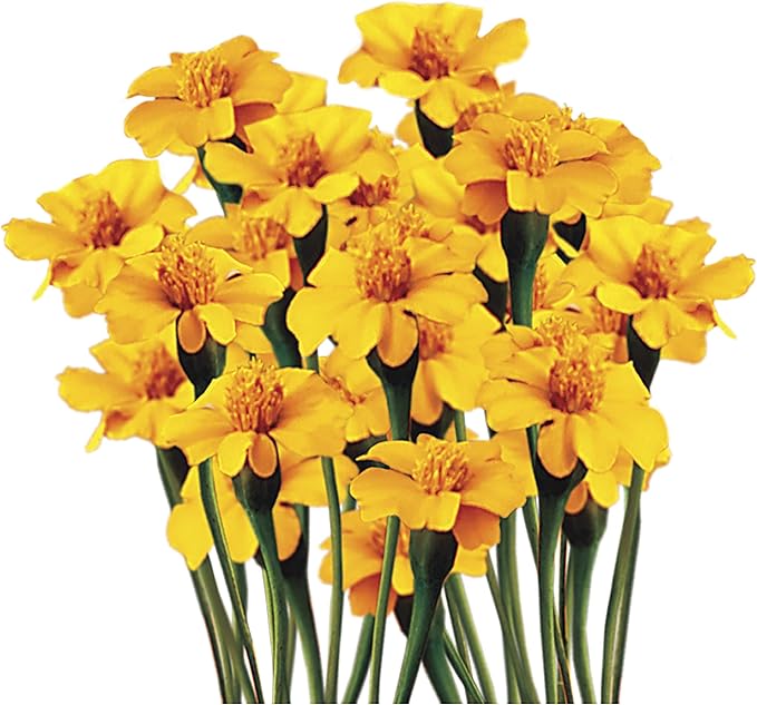 Park Seed Golden Guardian Marigold Flower Seeds – Natural Nematode Control for Tomatoes & Veggies, Golden-Orange Blooms, 2-Foot Plants, More Effective Than Pesticides – Pack of 600