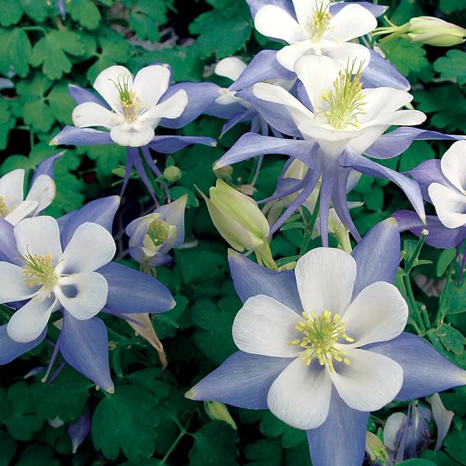 Burpee Blue Star Columbine Seeds - Heirloom Perennial for Shade