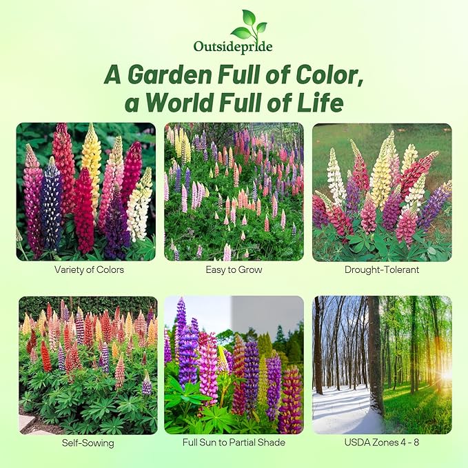 Outsidepride Mixed Russells Lupine Seeds - 1/4 Lb. Perennial, Self-Sowing, Cold Hardy & Frost Tolerant Wildflower Seeds for Fall Planting, Ideal for Attracting Pollinators & Hummingbirds