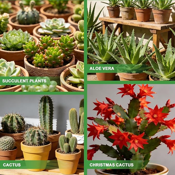 All-Natural Christmas Cactus Potting Soil Mix 4qt- Premium Well-Draining & Aerated ，Designed Specifically for Succulents and Cacti