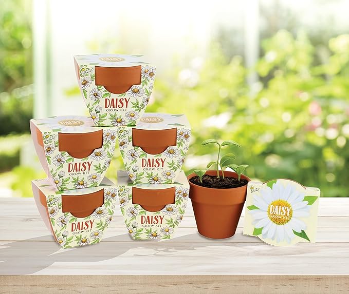 BUZZY Seeds Daisy Daydream Collection Mini Terracotta Grow Pots 6-Pack, All-in-One Starter Kit with Seed Packs and Growing Medium, Wedding Favors, Gardening Gifts, Garden Parties
