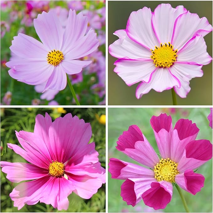 Seed Needs, Cosmos Seed Packet Variety Pack Collection (8 Individual Cosmos Wildflowers for Planting) Heirloom & Open Pollinated