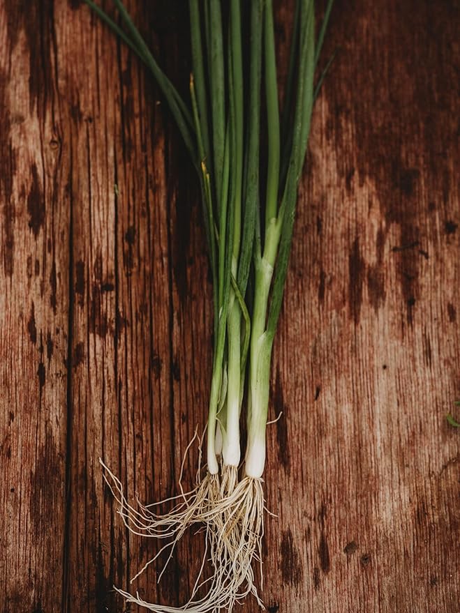 Tokyo Long White Bunching Spring (Green) Onion - 100 Seeds - Heirloom & Open-Pollinated Variety, Non-GMO Vegetable Seeds for Planting Outdoors in The Home or Kitchen Garden, Thresh Seed Company