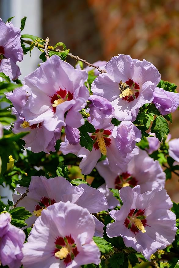 Hibiscus grandiflorus Seeds for Planting, 99+pcs Perennial Giant Hibiscus Grandiflorus Flower Seeds, Non-GMO Heirloom Rare Beauty Blooms Flowers Plants for Home Garden Outdoors