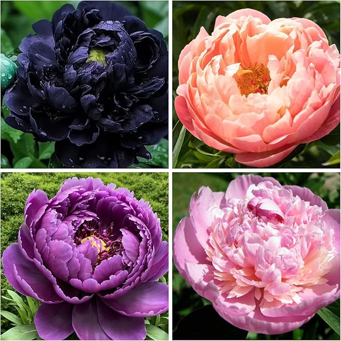 130+ Exotic Double Peony Seeds, Non-GMO Heirloom Rare Peony Seeds for Planting, Perennial Flowers with Ruffled Blooms, Attracts Butterflies Pollinators